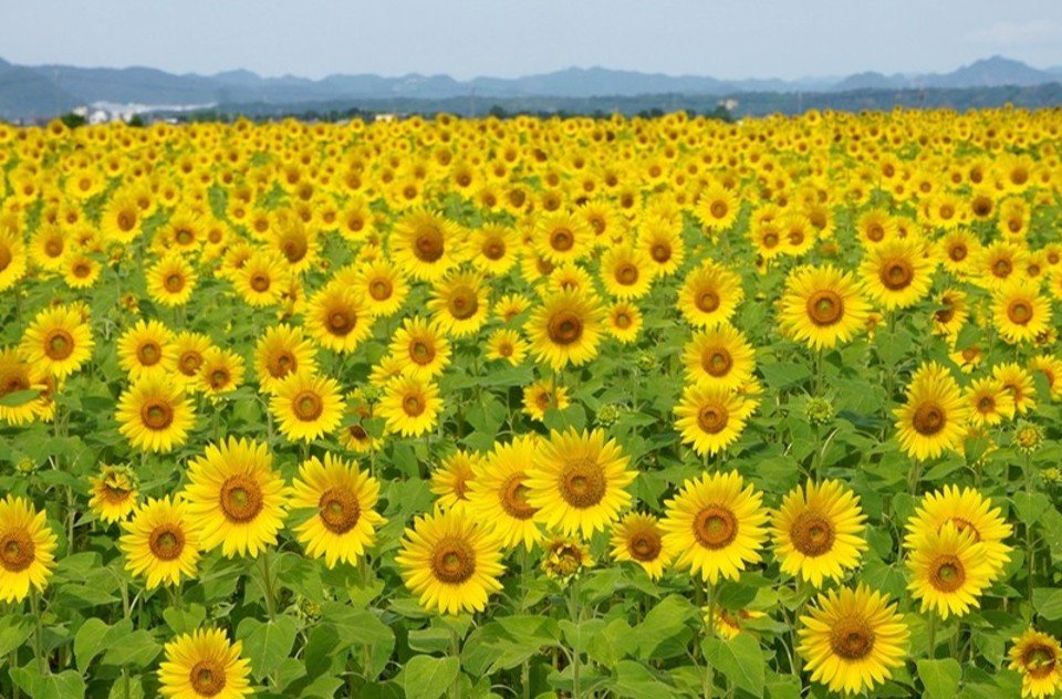 🌸 일심행 공원 (잇신교 코엔) 이미지 10